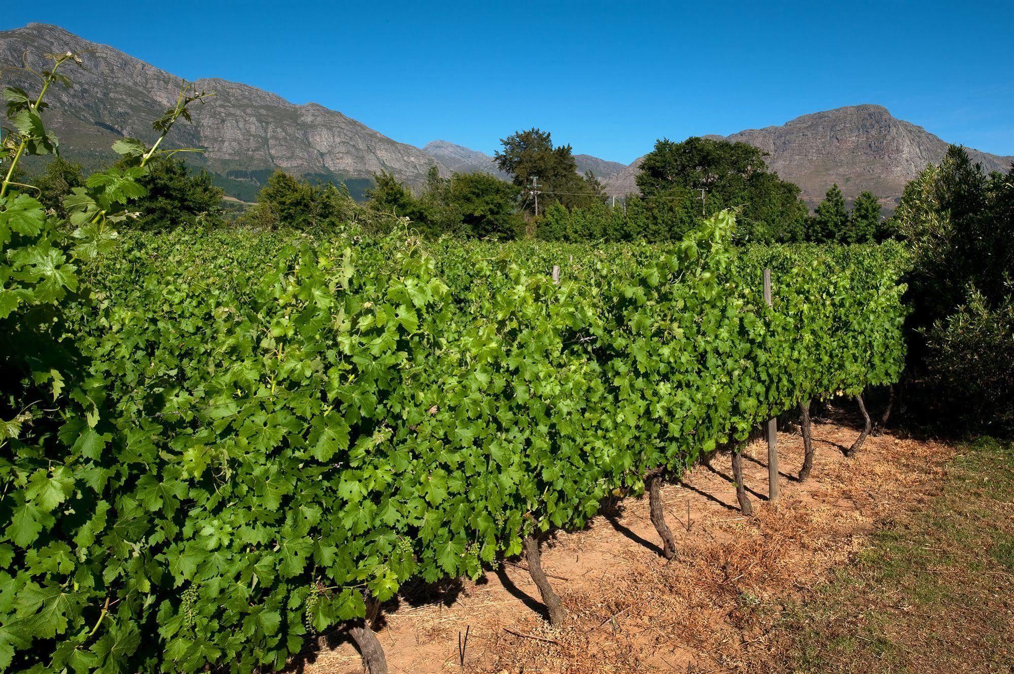 La Galiniere Guest Cottages Franschhoek Kültér fotó